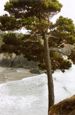 View Down to the Beach